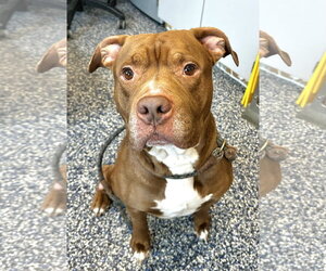 Mutt Dogs for adoption in Jackson , NJ, USA