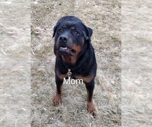 Mother of the Rottweiler puppies born on 01/08/2022
