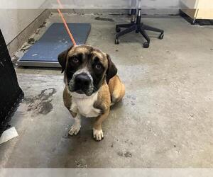 Cardigan Welsh Corgi-Unknown Mix Dogs for adoption in Camarillo, CA, USA