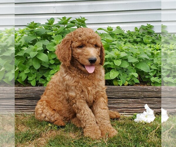 Medium Photo #4 Labradoodle-Poodle (Standard) Mix Puppy For Sale in LEOLA, PA, USA