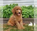 Small Photo #4 Labradoodle-Poodle (Standard) Mix Puppy For Sale in LEOLA, PA, USA