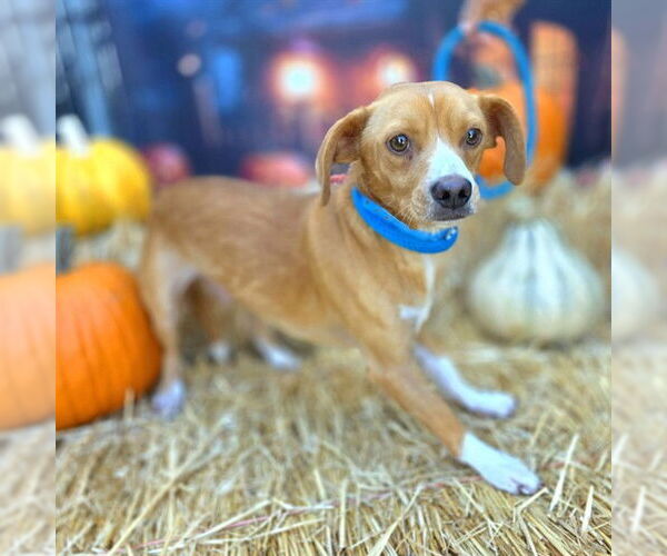 Medium Photo #2 Chihuahua Puppy For Sale in Long Beach, CA, USA