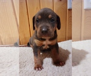 Catahoula Leopard Dog Puppy for sale in MORA, MN, USA