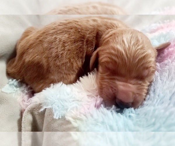 Medium Photo #3 Goldendoodle Puppy For Sale in AUSTIN, TX, USA