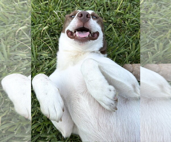 Medium Photo #1 Labrador Retriever-Unknown Mix Puppy For Sale in The Woodlands, TX, USA