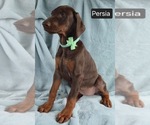 Small #4 Doberman Pinscher