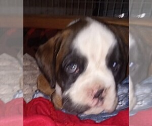 Boxer Puppy for Sale in LIVERMORE, California USA