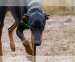 Small #4 Doberman Pinscher