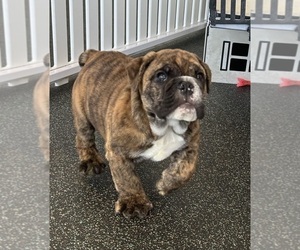 English Bulldog Puppy for sale in LOUISVILLE, KY, USA