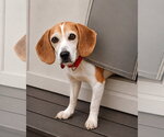 Small #2 Beagle