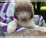 Small #9 Newfoundland