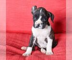 Small Photo #5 Boxer Puppy For Sale in BIRD IN HAND, PA, USA