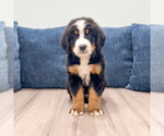 Small #1 Bernese Mountain Dog