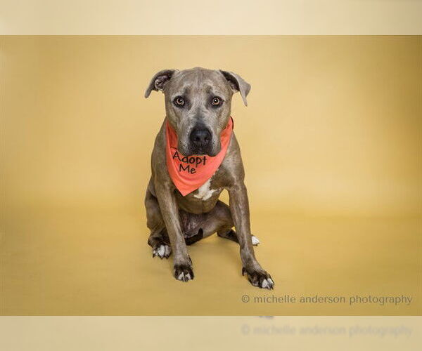 Medium Photo #1 Mutt Puppy For Sale in Corona, CA, USA