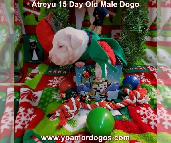 Medium Photo #33 Dogo Argentino Puppy For Sale in JANE, MO, USA