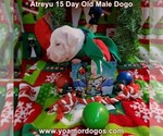Small Photo #33 Dogo Argentino Puppy For Sale in JANE, MO, USA