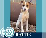 Small #2 Boxer Mix