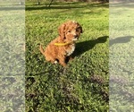 Small Photo #15 Cavapoo Puppy For Sale in BOWLING GREEN, KY, USA