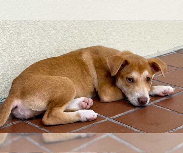 Medium Photo #2 Labrador Retriever-Unknown Mix Puppy For Sale in Jefferson, NJ, USA