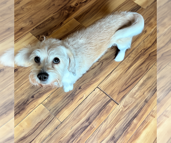 Medium Photo #7 Dachshund-Unknown Mix Puppy For Sale in St. Louis Park, MN, USA