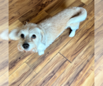 Small #6 Dachshund Mix