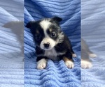 Small Photo #5 Miniature Australian Shepherd-Rat Terrier Mix Puppy For Sale in FAIR HAVEN, MI, USA