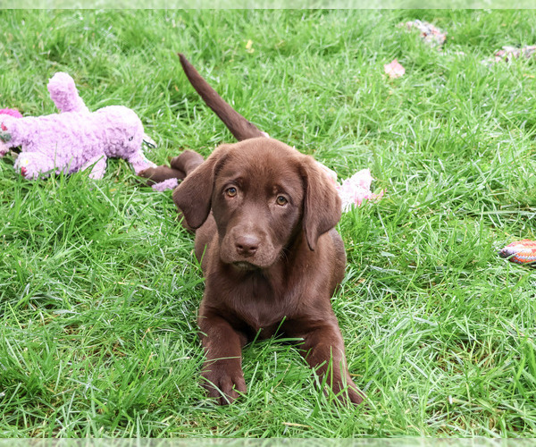 Medium Photo #4 Labrador Retriever Puppy For Sale in SYRACUSE, IN, USA