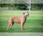 Small #14 American Staffordshire Terrier-Vizsla Mix