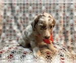 Small #5 Australian Shepherd