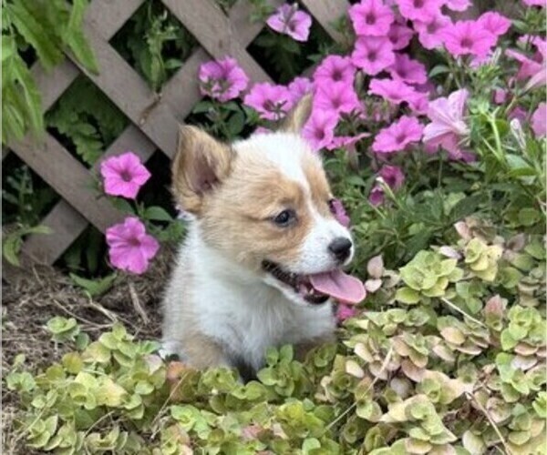 Medium Photo #3 Pembroke Welsh Corgi Puppy For Sale in THORP, WI, USA
