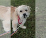 Small #1 Mutt