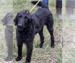 Small Photo #7 Labradoodle Puppy For Sale in Pacolet, SC, USA