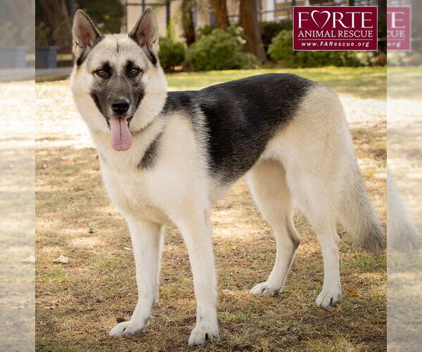 Medium Photo #3 German Shepherd Dog-Huskies  Mix Puppy For Sale in Marina del Rey, CA, USA