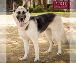 Small #2 German Shepherd Dog-Huskies  Mix