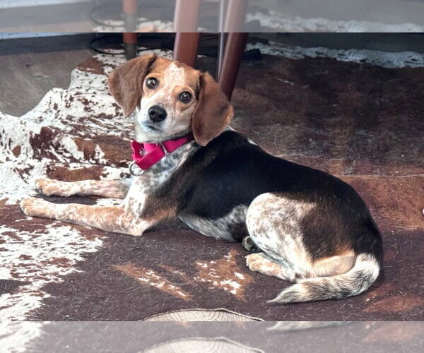Medium Photo #5 Beagle Puppy For Sale in Dunnellon, FL, USA