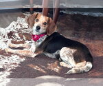 Small #4 Beagle