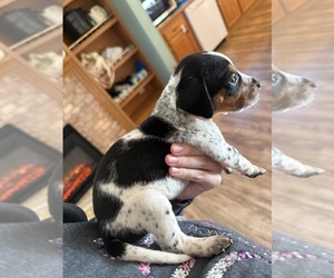 Treeing Walker Coonhound Puppy for sale in ZANESVILLE, OH, USA