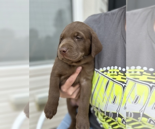 Medium Photo #3 Labrador Retriever Puppy For Sale in MC CORDSVILLE, IN, USA