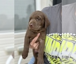 Small Photo #3 Labrador Retriever Puppy For Sale in MC CORDSVILLE, IN, USA