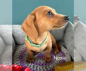 Chiweenie Puppy for sale in FORT MYERS, FL, USA