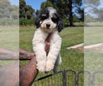 Small Photo #19 Bernedoodle-Golden Mountain Dog Mix Puppy For Sale in DAVIS, CA, USA