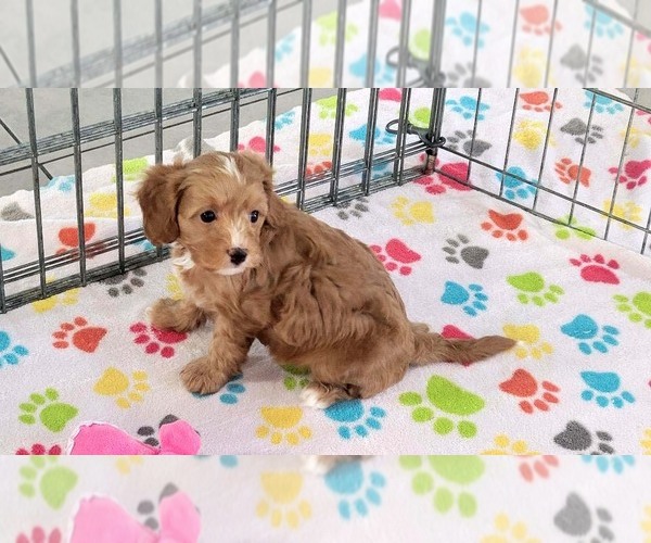 Medium Photo #7 Cavapoo (Miniature)-Poodle (Toy) Mix Puppy For Sale in ORO VALLEY, AZ, USA