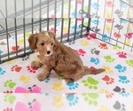 Small #6 Cavapoo (Miniature)-Poodle (Toy) Mix