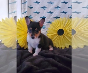 Pembroke Welsh Corgi Puppy for sale in RICHLAND, MO, USA
