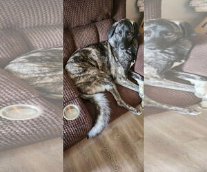 Anatolian Shepherd Dogs for adoption in Higley, AZ, USA