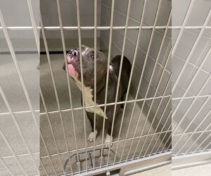 American Pit Bull Terrier-Unknown Mix Dogs for adoption in Virginia Beach, VA, USA