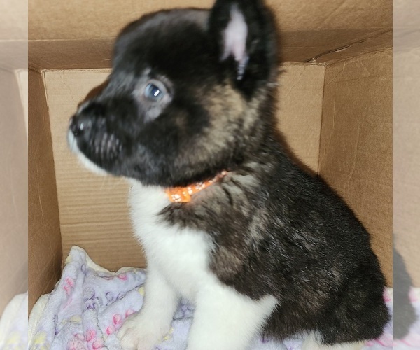 Medium Photo #19 Akita Puppy For Sale in COLUMBUS, OH, USA