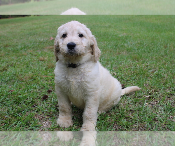 Medium Photo #1 Goldendoodle Puppy For Sale in MIDDLESEX, NC, USA