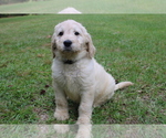 Small Photo #1 Goldendoodle Puppy For Sale in MIDDLESEX, NC, USA