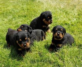 Rottweiler Dogs for adoption in SAINT GEORGE, UT, USA